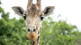 Beloved Como Zoo giraffe Daisy dies at 23