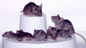 Scientists create baby mice with cells from 2 males for 1st time