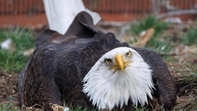 This bald eagle is actually incubating a rock: 'We have yet to see a rock hatch'