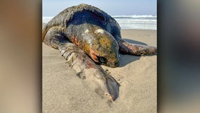 See it: Rare loggerhead turtle washes ashore dead in Oregon with whole ecosystem traveling with it