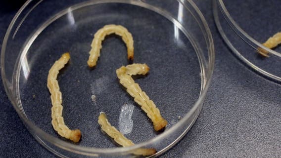 Emerald ash borer found in Faribault County for the first time