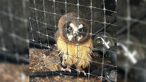 The Raptor Center responds to first raptor baby of 2023