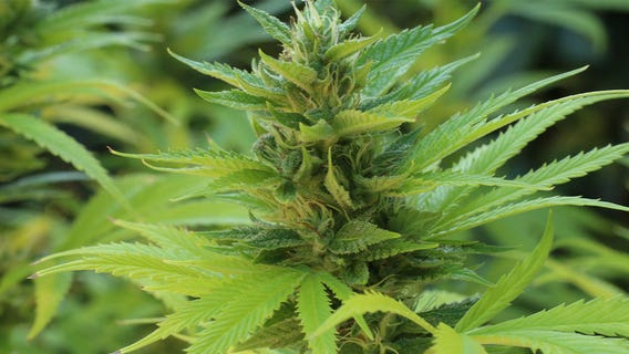 Too High: Family lost son to suicide, cannabis