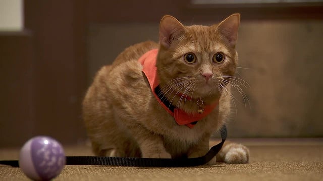 Minnesota lawmakers push for new board dedicated to household pets