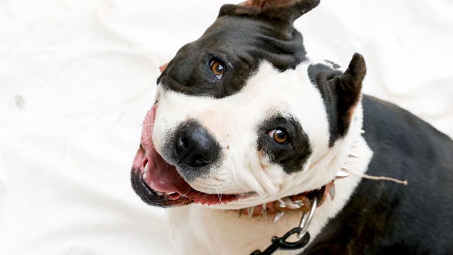 Minneapolis animal shelter to be open some Saturdays