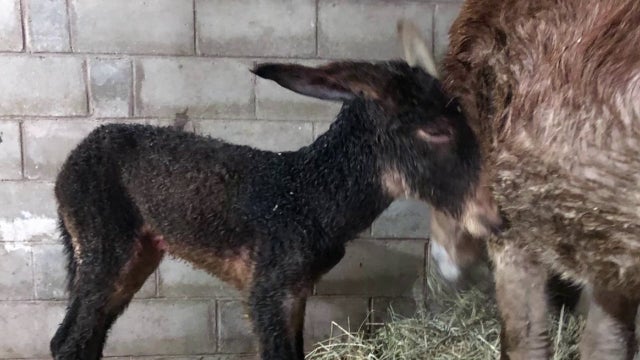 Rare twin donkeys born at Minnesota farm