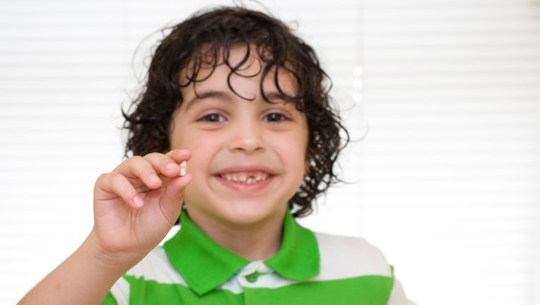 Human development stage: Child holding a baby tooth that has