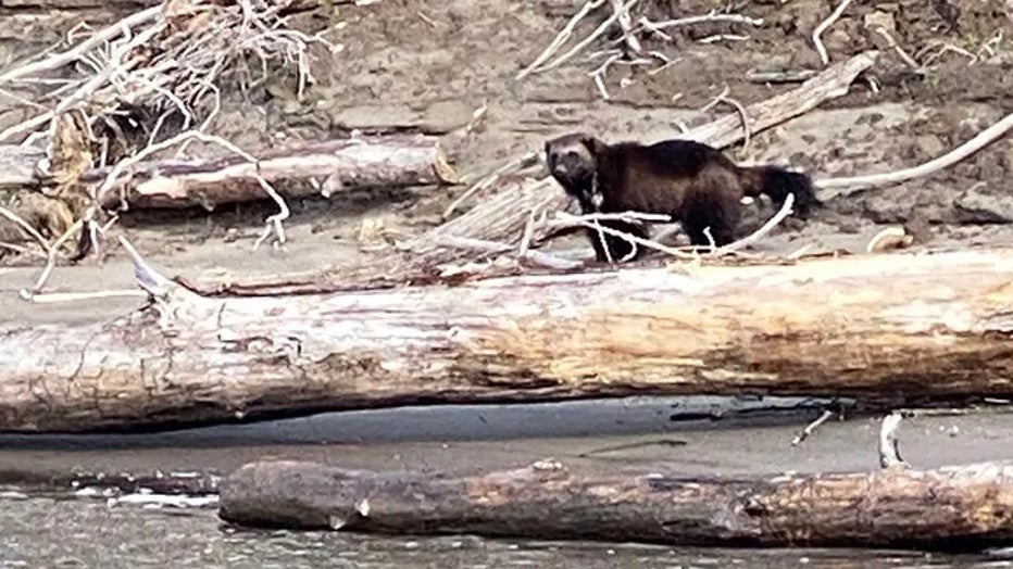 032223_Columbia_river_wolverine_032023_Cascadia_Wild2.jpg