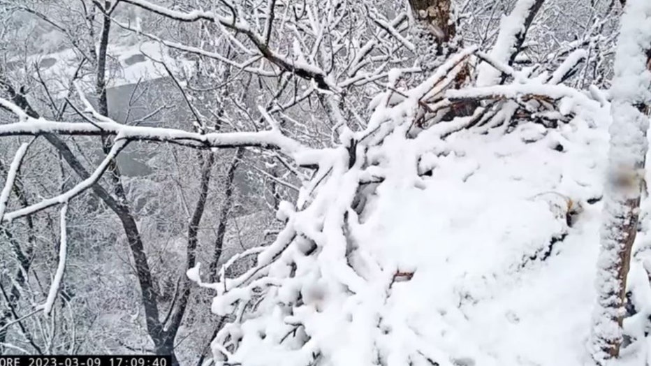 California-snowstorm-bald-eagle.jpg