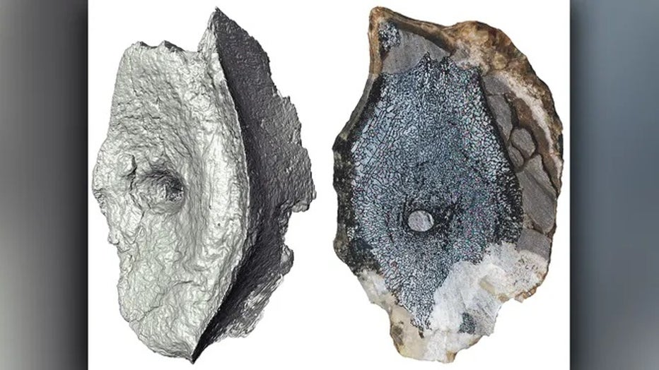 Kear-et-al_Media-Image-2_Ichthyosaur-vertebrae.jpg