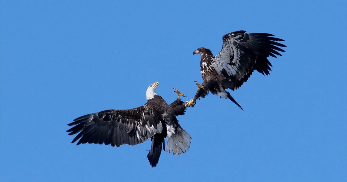 Bald eagle injured while possibly trying to mate in Lino Lakes
