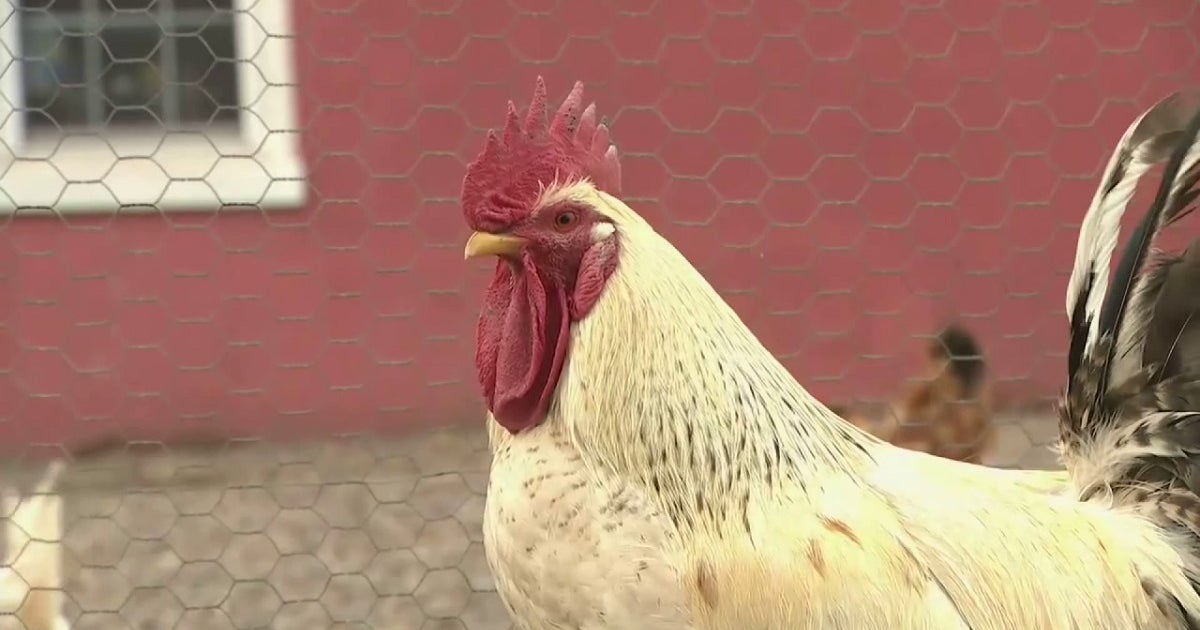 Minnesota reports first cases of highly pathogenic bird flu in 2023 ...
