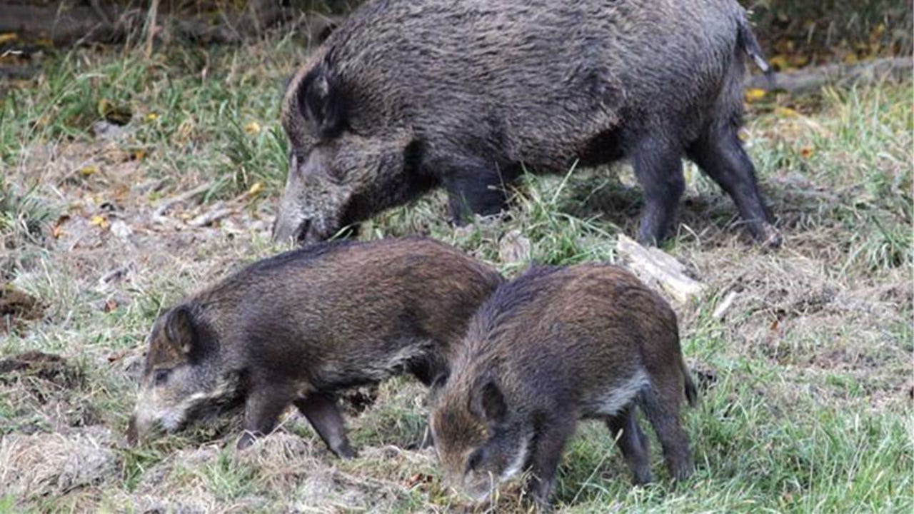 Wild hogs: Minnesota hopes to restrict Eurasian pig population - FOX 9 ...