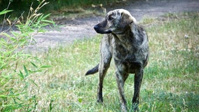 Dogs of Chernobyl: First-ever deep dive into their genetics, behaviors