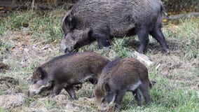 Wild hogs: Minnesota hopes to restrict Eurasian pig population