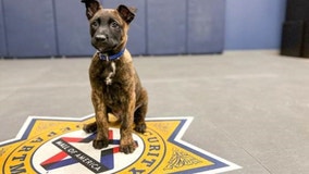 Mall of America's new K9 has a name