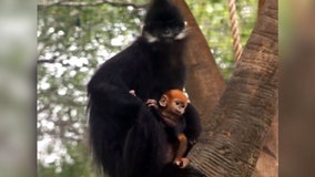 ‘New baby alert’: Endangered Francois’ leaf monkey born at San Antonio Zoo