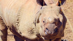 Rhino euthanized at Omaha zoo: 'He will be greatly missed'