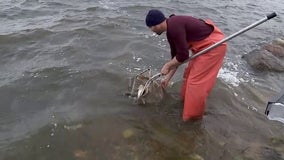 Minnesota DNR marks walleye milestone