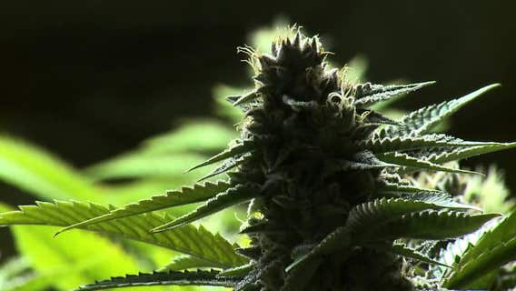 Marijuana odor not probable cause for a police search: Court