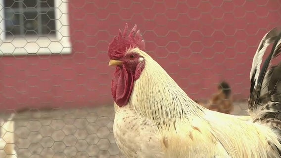 Minnesota’s bird flu response outlined by state leaders as mutation continues