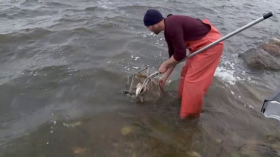 Minnesota DNR marks walleye milestone