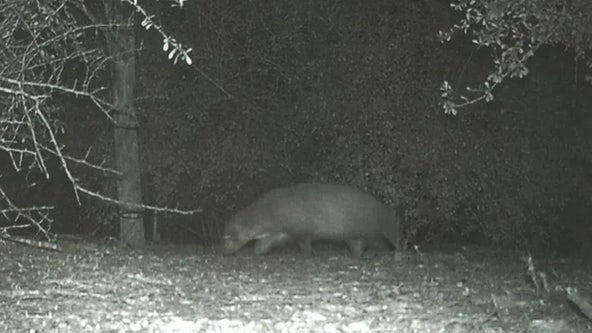 Texas wildlife agents weigh in after mystery animal in photo goes viral