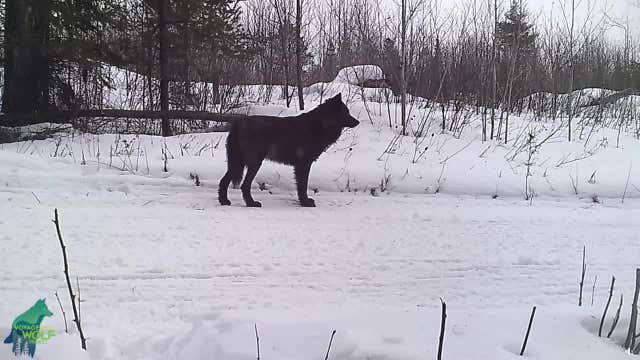 Rare all-black wolf captured on trail cam by Voyageurs Wolf Project