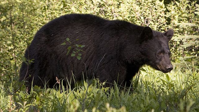 Black bear ‘destroyed’ after killing hikers’ dog, hiding body in Canada's Jasper National Park