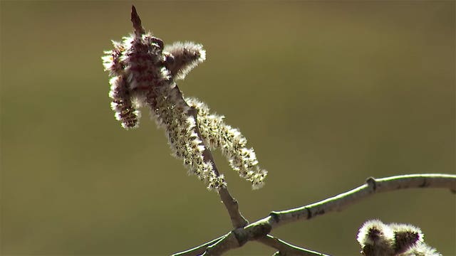 Warmer weather signals start to allergy season