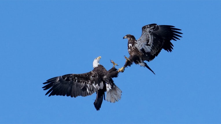 Two eagles engaged in a "cartwheel display" in Minnesota. In this case, one is an adult and the other is a juvenile. (Photo by Kyle Van Galder, courtesy of the National Eagle Center.)