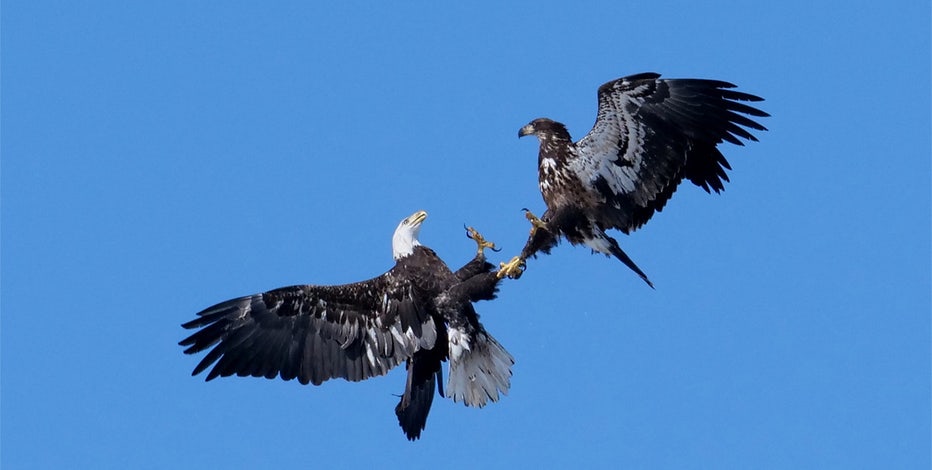 Bald eagle injured while possibly trying to mate in Lino Lakes