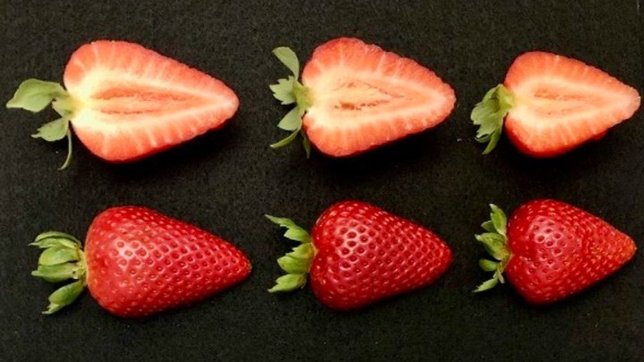 Scientists-develop-new-strawberries.jpg