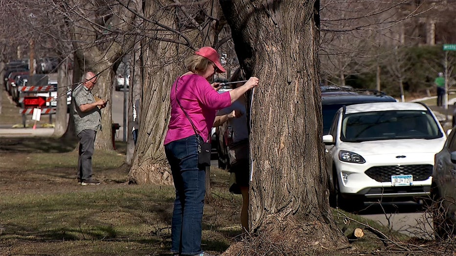 A volunteer with Save Our Street prepares to measure a tree on Summit Avenue in St. Paul. (FOX 9)
