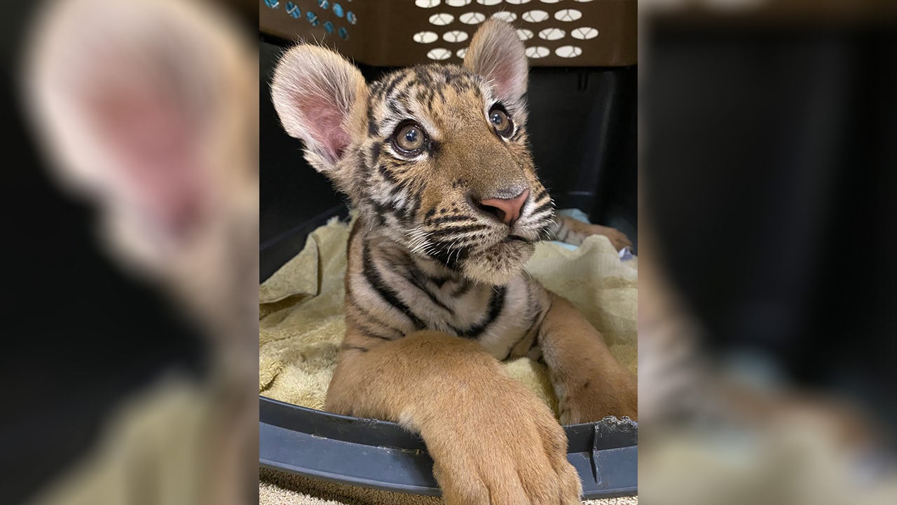 adorable happy small baby tiger cub - Playground