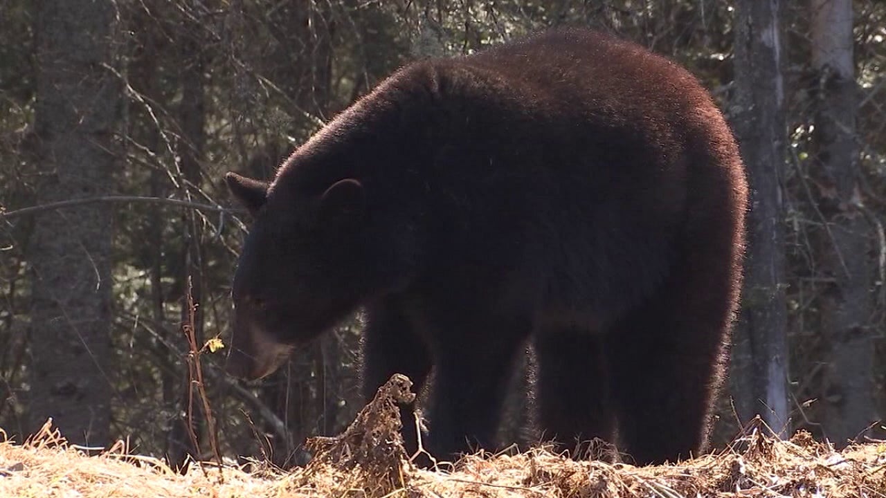 Minnesota bear hunting lottery deadline is Friday