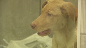 Canine influenza cases decline, Board of Animal Health loosens guidelines