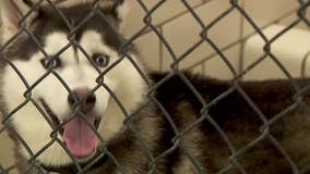 Animal Humane Society reopens adoption centers after canine influenza outbreak