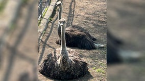 Como Zoo’s 2 new ostriches names revealed