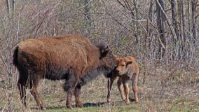 Bison calves bring joy to Spring Lake Park Reserve in Dakota County