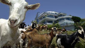 California goats grazing to prevent wildfires could lose their jobs due to state labor law