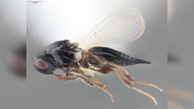 New parasitic wasp could help manage soybean pest in Minnesota