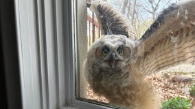 Curious baby owl caught peeping through house window
