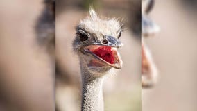 Como Zoo: Pickles the ostrich needs help naming new friends