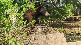 Bear spotted in Rogers, Minn. was young, in search of home or mate: expert