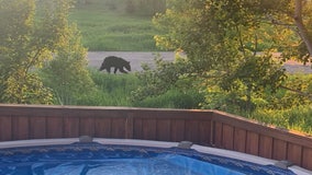 Black bear sighting in Stearns County neighborhood