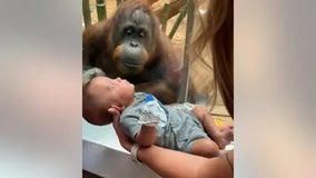 Watch: Orangutan at Kentucky zoo asks to see 3-month-old baby: 'Cutest thing ever'