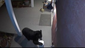 Bear destroys Diaper Genie left out on Minnesota porch: Video