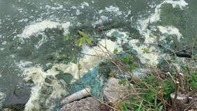 Blue-Green alage bloom at Lake Harriet: When in doubt stay out