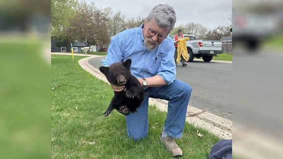 Black bear cub rescued at Elm Creek Park Reserve